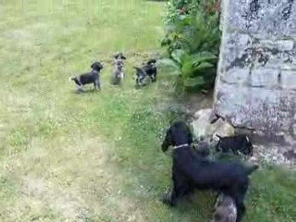 chiots braque allemand dans le jardin