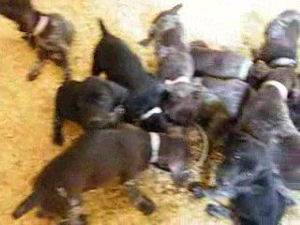 Les chiots de Bella à leur gamelle