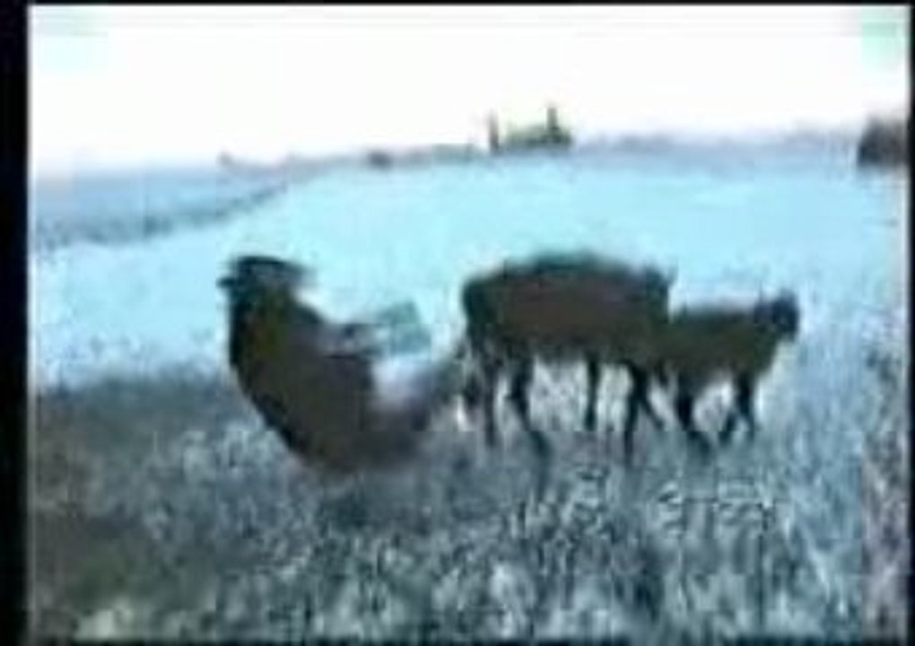 Figuracce da...toro