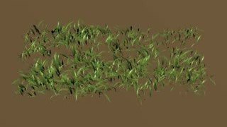 Prairie virtuelle, espèce de graminées (poacées)