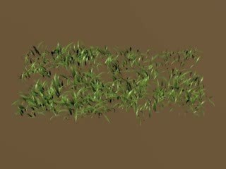 Prairie virtuelle, espèce de graminées (poacées)