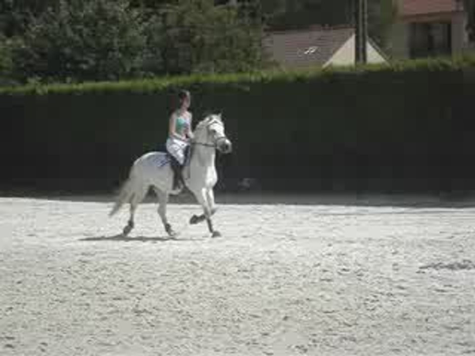 Porte ouverte cheval 083