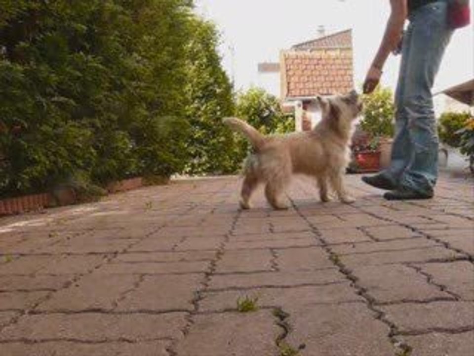 Dolbie et le clicker