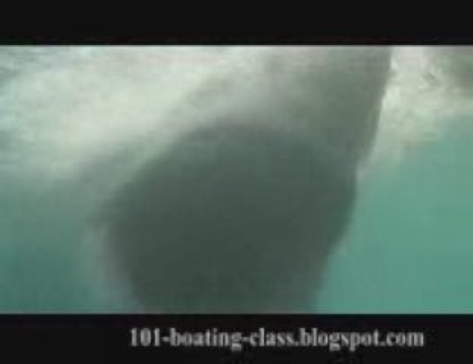 Shark show