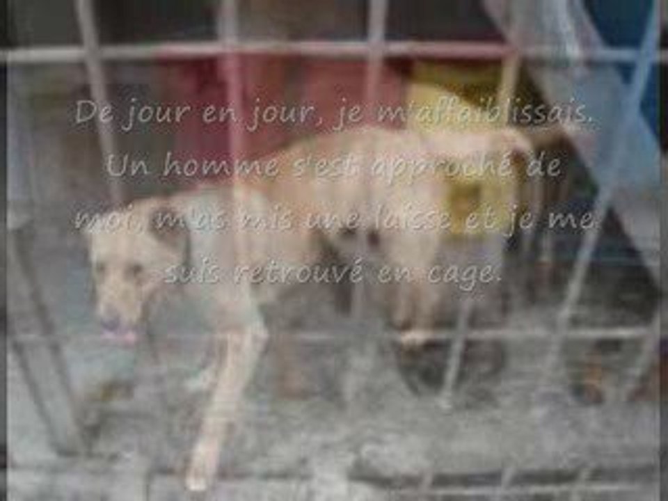 Chien Abandonn