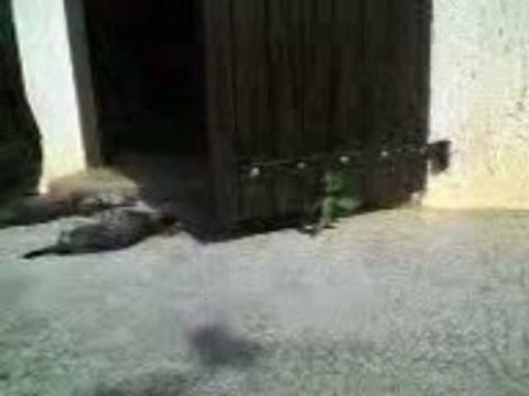 Chatons le dimanche 21 juin 2009