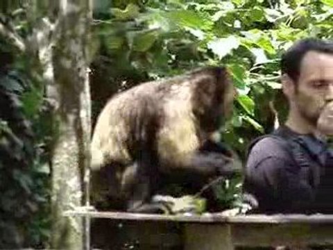 La vallée des singes 108