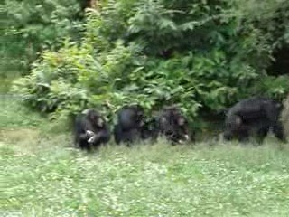 La vallée des singes 109