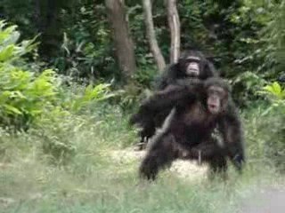 La vallée des singes 110