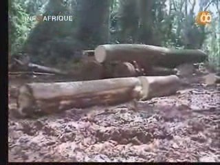 La gestion communale de la forêt au Cameroun