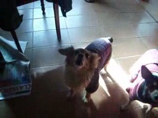 bobi goiania cachorro