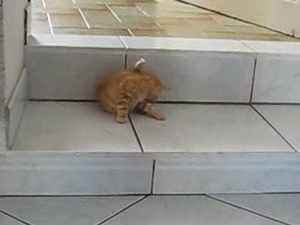 Chatons danette 21_06_02
