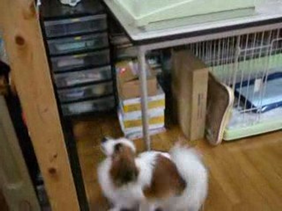 Welcome !　Papillon
