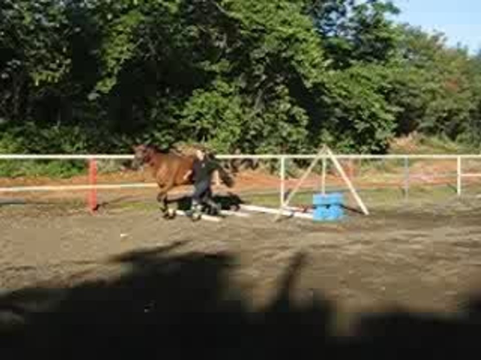 travail en liberté - barres au sol