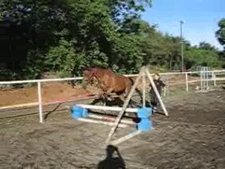 Séance en liberté avec Zazou 2