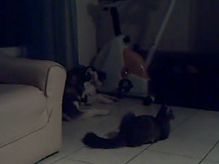 chaton contre chiens le retour