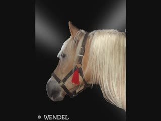Paarden