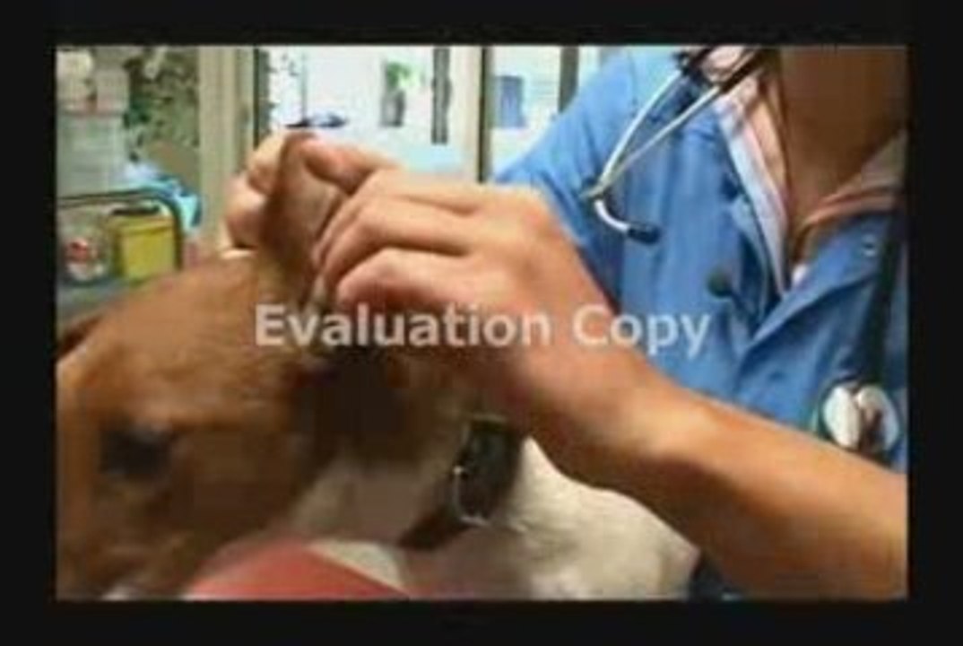 nettoyer-oreilles-chien