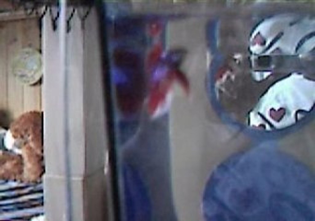 Mâle Betta Splendens