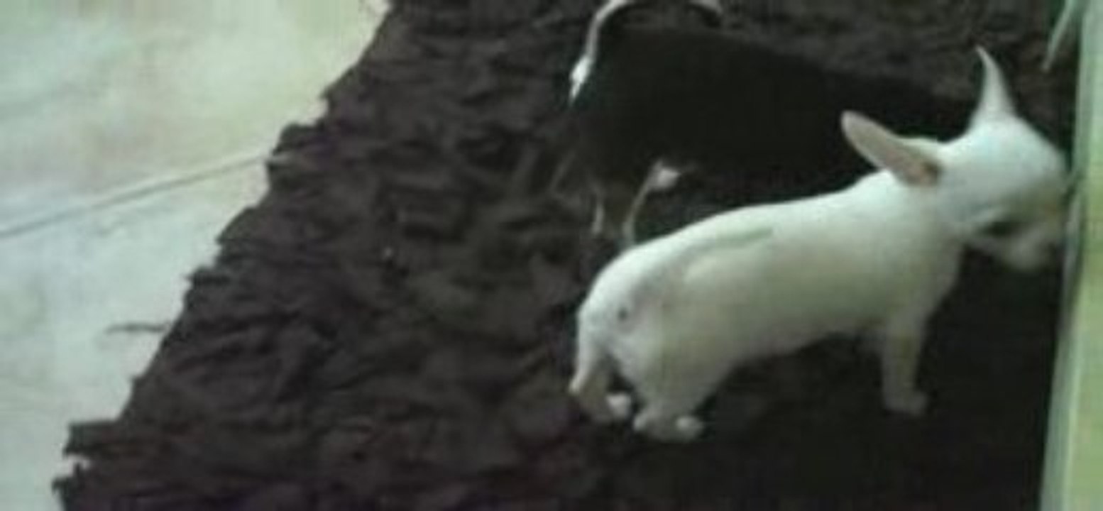Emy et Eliott mes chihuahuas