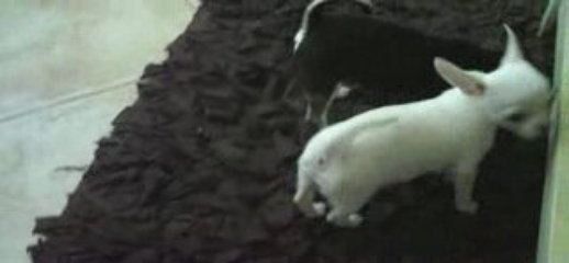 Emy et Eliott mes chihuahuas