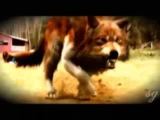 The Twilight Saga Happily Ever After (AMV)