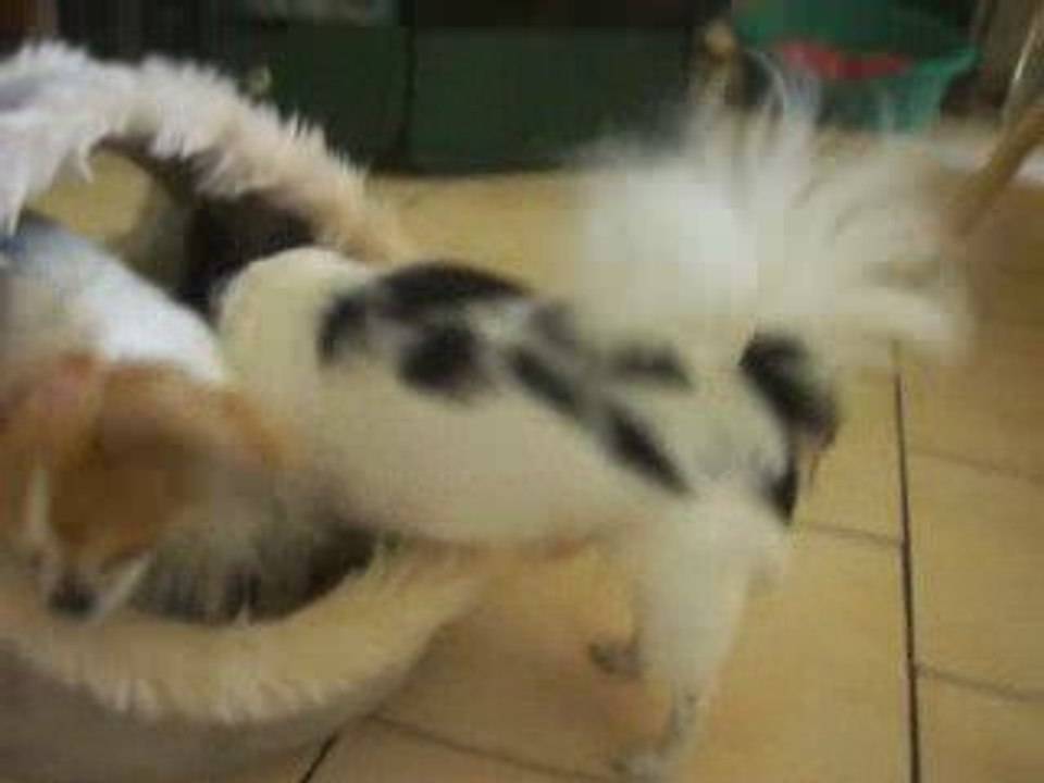 video de Daddy le 23 juin 2009 001