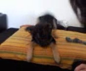 berger allemand: shadow qui veut manger ^^