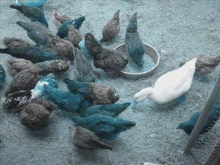 Videos Tutorials on Chicken Coop Construction – Tips