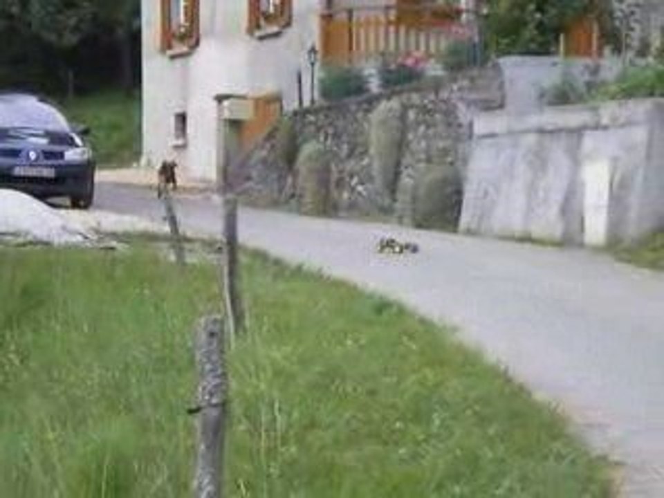 comment promener son chien!!!! lol