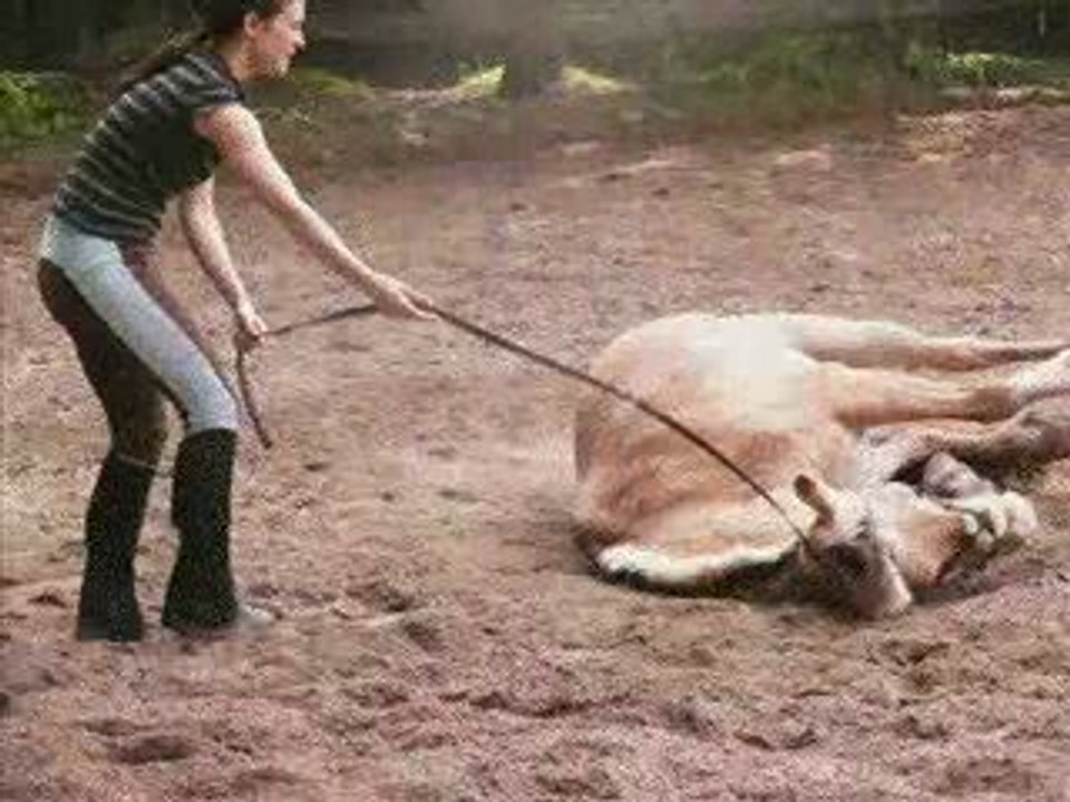 centre equestre montfermeil