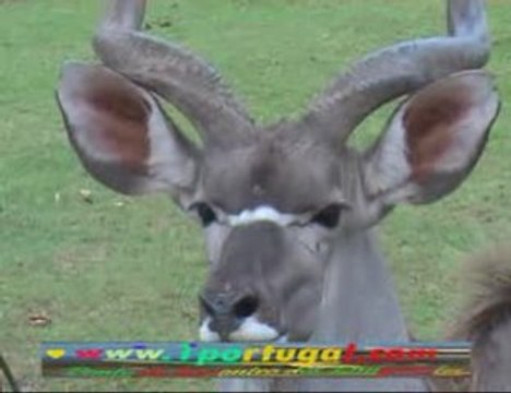 Parc Zoologique de Thoiry ( 78 ) Savana Africana - 2