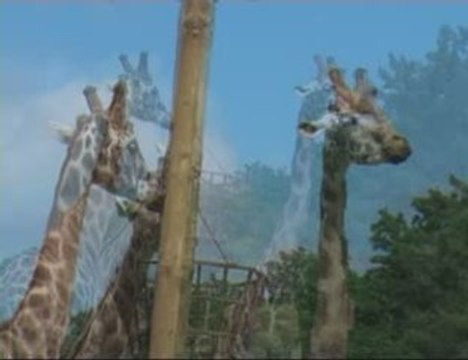 Parc Zoologique de Thoiry ( 78 ) Savana Africana - 4