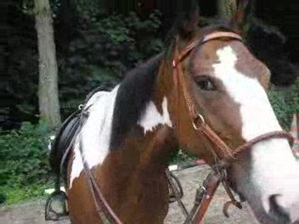 Flehmen Little Fly