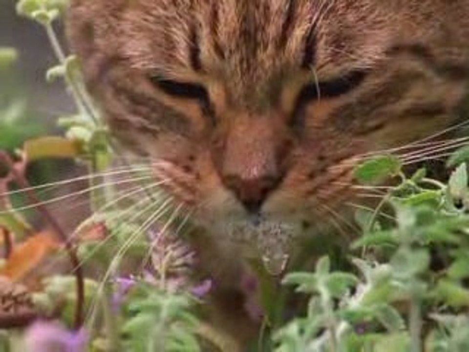 Les chats aussi se droguent !