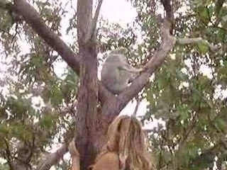 2009 06 22 - Wild Koala on Magnetic Island 2