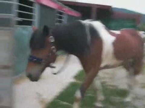 cours galop 5 obstacle