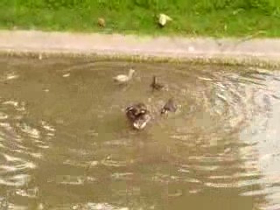 CANARDS A LA PECHE